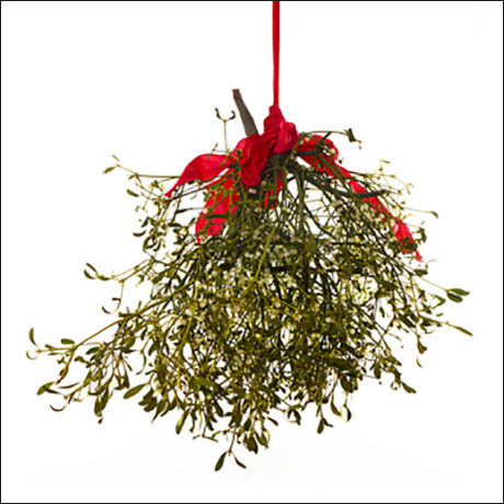 Weihnachtsbrauch: Aufhängen von Mistelzweigen